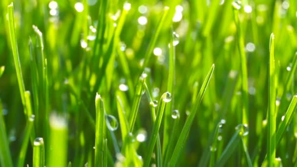 Краплі роси на яскраво-зеленій траві з сонячним сяйвом — стокове відео