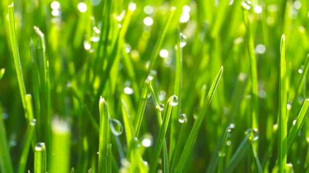 Gouttes de rosée sur l'herbe vert vif avec éruption solaire 