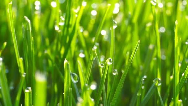 Dauw druppels op helder groen gras met zon flare — Stockvideo