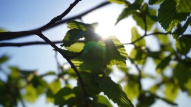Taze genç yaprakları parlak güneş ışığı, yakın atış yeşil.
