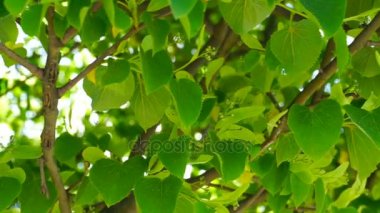 Parlak güneş ışığı taze genç yeşil ıhlamur yaprakları, atış kapatın.