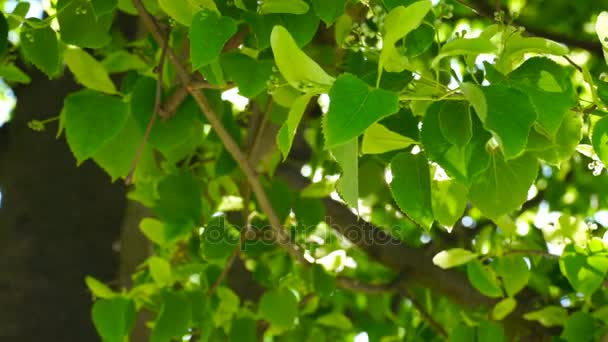 Φρέσκα μικρά πράσινα linden αφήνει λαμπερό ήλιο φως, κοντινό πλάνο. — Αρχείο Βίντεο