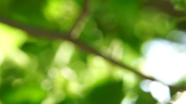 Parlak güneş ışığı taze genç yeşil ıhlamur yaprakları, atış kapatın.