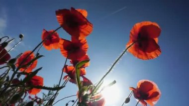 Seçici odak ile güzel alan kırmızı haşhaş. Haşhaş. Doğal ilaçlar.