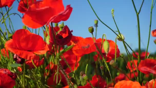 Hermosas amapolas rojas de campo con enfoque selectivo. Amapola de opio. Medicamentos naturales . — Vídeos de Stock