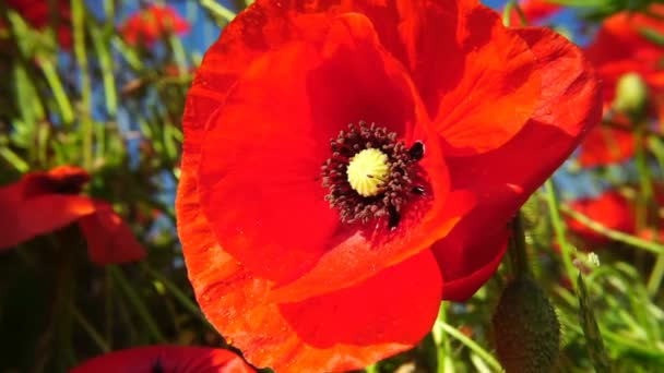 Hermosas amapolas rojas de campo con enfoque selectivo. Amapola de opio. Medicamentos naturales . — Vídeos de Stock