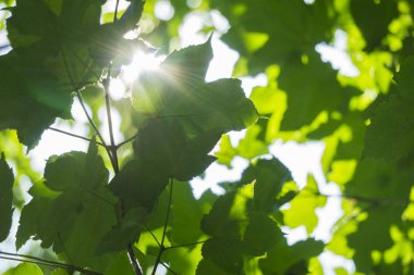 Taze genç yaprakları parlak güneş ışığı, yakın atış yeşil.