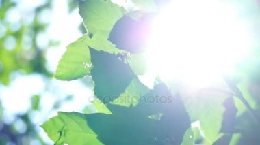 Taze genç yaprakları parlak güneş ışığı, yakın atış yeşil.