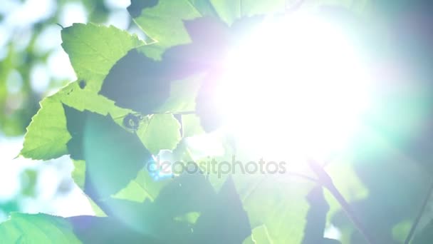 Fresh young green foliage bright sun light, close up shot. — Stock Video