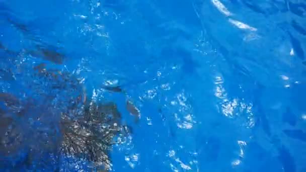 Beautiful blonde girl in bikini is swimming underwater in the pool — Stock Video