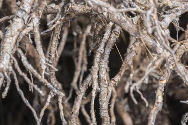 Ormandaki mangrov ağaçları.