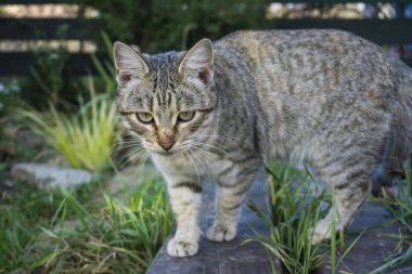 Çitin üzerinde yürüyen bir kedi.