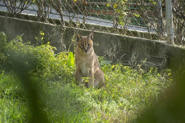 Impresionante mirada Caracal en ZOO — Foto de Stock