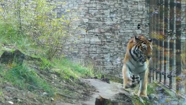 Тигр гуляет в вольере зоопарка — стоковое видео