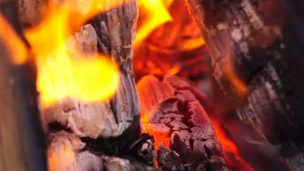 Oheň v lese. Detailní záběr záběr. — Stock video