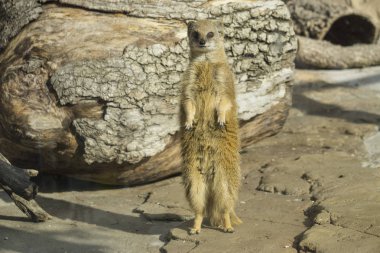 sevimli surakat ayakta çölde