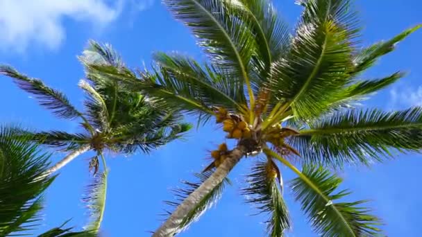 Film of caribbean palm trees low angle view — Stock Video