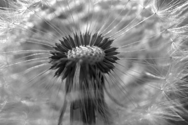 Mavi parlak turkuaz Karahindiba çiçeği kapatın. Arka plan yatay görünüm.