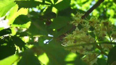 Taze genç yeşil kestane bloom parlak güneş ışığı, yakın atış.