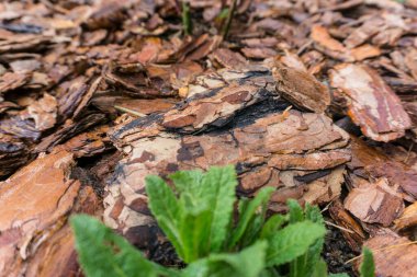 Dekorasyon için ağaç kabuğu ve manzara tasarımı için saman. Ağaç kabuğu dokusu arkaplanı kapat.