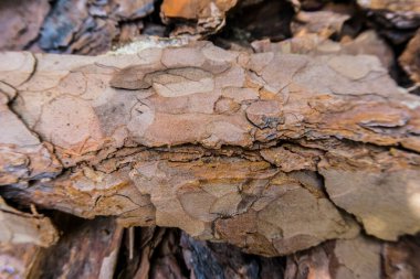 Dekorasyon için ağaç kabuğu ve manzara tasarımı için saman. Ağaç kabuğu dokusu makro arkaplan yakın plan.