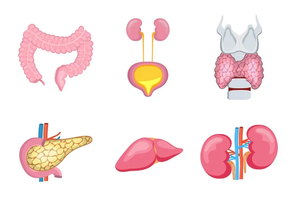 Órganos internos del ser humano, como el hígado, los riñones. El páncreas, el intestino del colon, la tiroides están aislados sobre fondo blanco. Iconos de dibujos animados vector de la anatomía para los conceptos médicos, web — Vector de stock