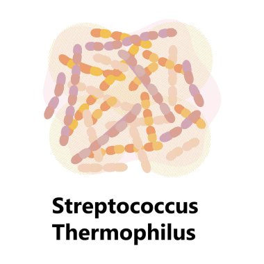 Probiyotik bakteri vektörü. Laktobacillus, yazılı bulgaricus logosu. Süt ürünleri için biçimsiz semboller yoğurt, asidofilus gibi gösterilir. Lactococcus, propionibacterium gösterilir.