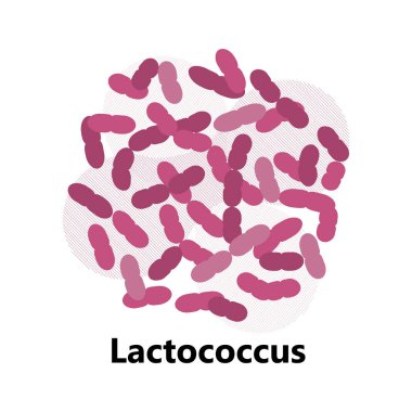 Probiyotik bakteri vektörü. Laktobacillus, yazılı bulgaricus logosu. Süt ürünleri için biçimsiz semboller yoğurt, asidofilus gibi gösterilir. Lactococcus, propionibacterium gösterilir.
