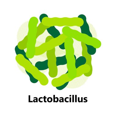 Probiyotik bakteri vektörü. Laktobacillus, yazılı bulgaricus logosu. Süt ürünleri için biçimsiz semboller yoğurt, asidofilus gibi gösterilir. Lactococcus, propionibacterium gösterilir.