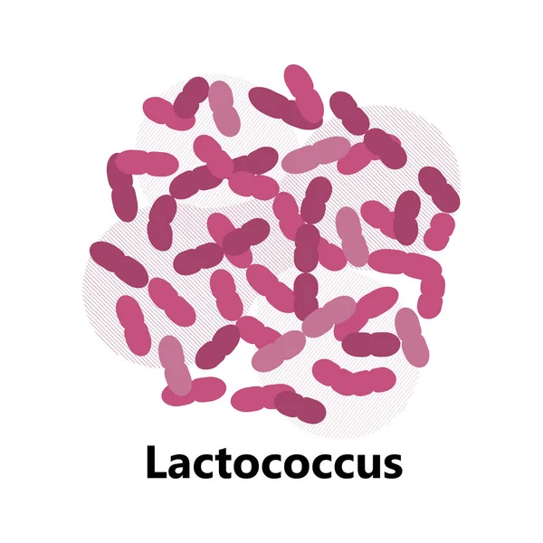 Vector Bacterias Probióticas Lactobacillus Logotipo Bulgaricus Con Texto Muestran Símbolos — Vector de stock