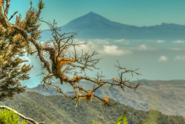 Garajonay Milli Parkı'nın dağ sırasının yamaçlarında orman. Dar dolambaçlı yollar boyunca Dev Laurels ve Tree Heather. Yürüyüş için cennet. Seyahat kartpostalı. La Gomera, İspanya.