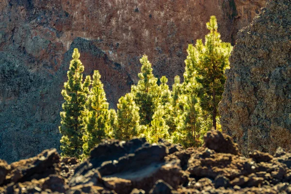 Güneşin sıcak ışınlarıyla aydınlatılan genç çam ağaçları dikey bazalt kayalarıyla çevrili. Dağlar ve Teide volkanı yakınlarında çam ağacı ormanı. Teide Ulusal Parkı, Kanarya Adaları, İspanya. 2000 metre irtifa