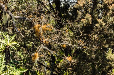 Garajonay Ulusal Parkı 'nın dağ sırasının yamaçlarındaki Relict Ormanı. Dev Laurels ve Ağaç Heather, ıslak liken dallarıyla. Yürüyüş için cennet. Seyahat kartpostalı. La Gomera, İspanya