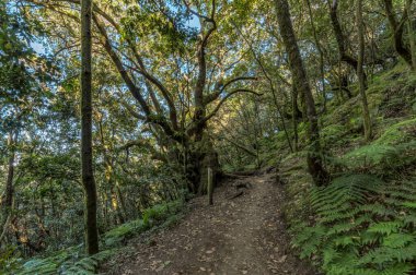 Garajonay Milli Parkı'nın dağ sırasının yamaçlarında orman. Dar dolambaçlı yollar boyunca Dev Laurels ve Tree Heather. Yürüyüş için cennet. Seyahat kartpostalı. La Gomera, İspanya.