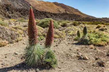Güzel çiçek Tajinaste - Echium wildpreti. Yerel çiçek Teide Ulusal Parkı 'nın bir sembolüdür. İyi bir bal bitkisi gibi, her zaman bir arı sürüsüyle çevrilidir. Tenerife
