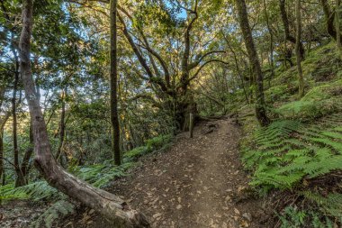 Garajonay Milli Parkı'nın dağ sırasının yamaçlarında orman. Dar dolambaçlı yollar boyunca Dev Laurels ve Tree Heather. Yürüyüş için cennet. Seyahat kartpostalı. La Gomera, İspanya.