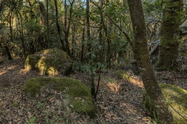 Garajonay Milli Parkı'nın dağ sırasının yamaçlarında orman. Dar dolambaçlı yollar boyunca Dev Laurels ve Tree Heather. Yürüyüş için cennet. Seyahat kartpostalı. La Gomera, İspanya.
