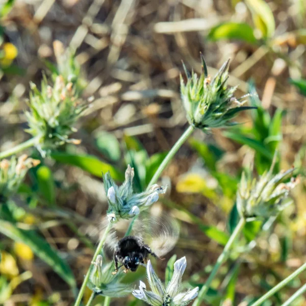 Grote zwarte ruige hommel die onder de klaverbloem vliegt als een helikopter. Bumblebee zuigen nectar uit een purpule klaver bloem met groene vevetatie achtergrond. Vierkant frame — Stockfoto