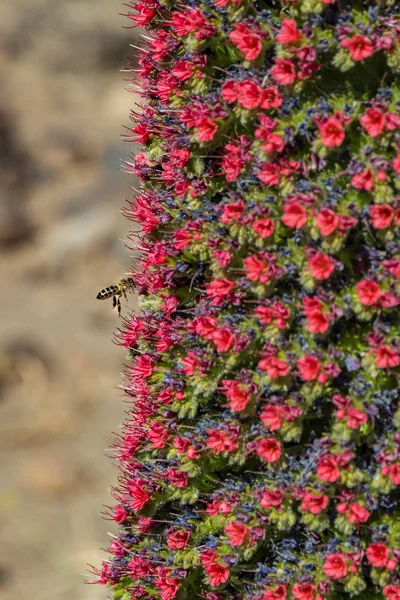 Close-up van mooie bloem Tajinaste - Echium wildpreti. De endemische bloem is een symbool van het Nationaal Park Teide. Als een goede honingplant wordt hij altijd omringd door een zwerm bijen. Tenerife — Stockfoto