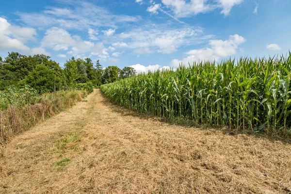 İsviçre 'nin başkenti Bern' in yerleşim bölgelerinde mısır tarlası ve ayçiçekleri.