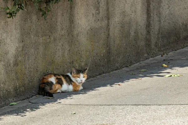 Yarı uykulu bir calico kedisi asfalt bir yolun kenarındaki yüksek beton bir çitin yanında huzur içinde dinleniyor. Bern 'in Kenar Mahallesi — Stok fotoğraf