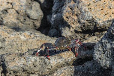 Red rock crab - Grapsus adscensionis - crawling on dark lava stones to bask in the sun. Southern ocean shore of Tenerife, Canary Islands, Spain