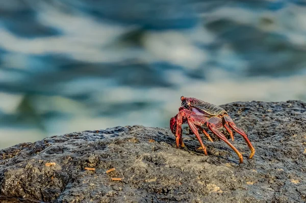 Selective focus. Red rock crab - Grapsus adscensionis - crawling on dark lava stones to bask in the sun and look at the sea. Southern ocean shore of Tenerife, Canary Islands, Spain — Stok fotoğraf