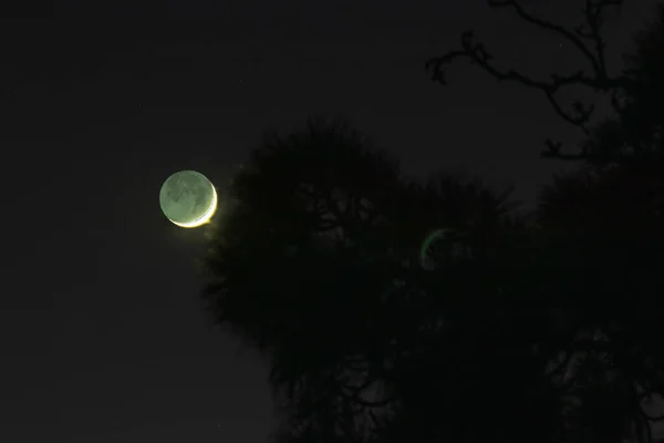 Concentrazione selettiva. La giovane luna dopo il tramonto scende all'orizzonte e si nasconde dietro i fitti rami di pino — Foto Stock