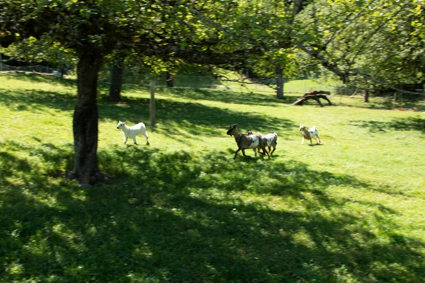 Small farm near the Gurten funicular. Funny goats frolic and greet tourists on their way to the top of the park. Bern, Switzerland — Stok fotoğraf