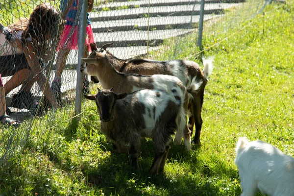 Piccola fattoria vicino alla funicolare Gurten. Capre divertenti si divertono e salutano i turisti sulla strada verso la cima del parco. Berna, Svizzera — Foto Stock