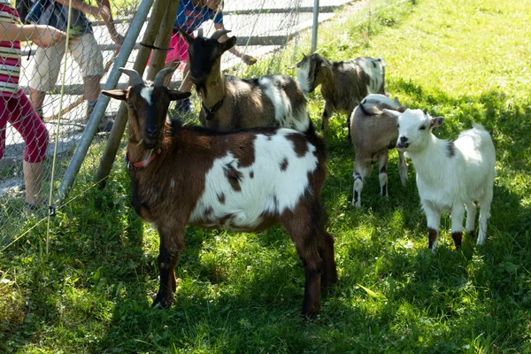 Malá farma poblíž Gurtenovy lanovky. Vtipné kozy skotačit a pozdravit turisty na cestě na vrchol parku. Bern, Švýcarsko — Stock fotografie