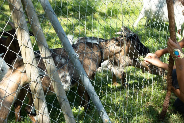 Small farm near the Gurten funicular. Funny goats frolic and greet tourists on their way to the top of the park. Bern, Switzerland — Stok fotoğraf