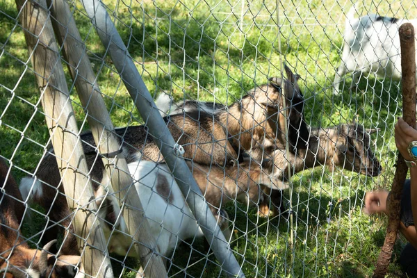 Pequena fazenda perto do funicular Gurten. As cabras engraçadas brincam e cumprimentam os turistas a caminho do topo do parque. Berna, Suíça — Fotografia de Stock