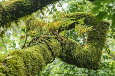 Close up selective focus. Young shoots of fern growing right on the trunk with the curve of the Canary Lavra covered with thick, moist moss. National Park Anaga, Tenerife, Spain